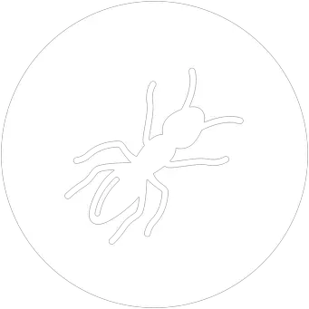 Ant